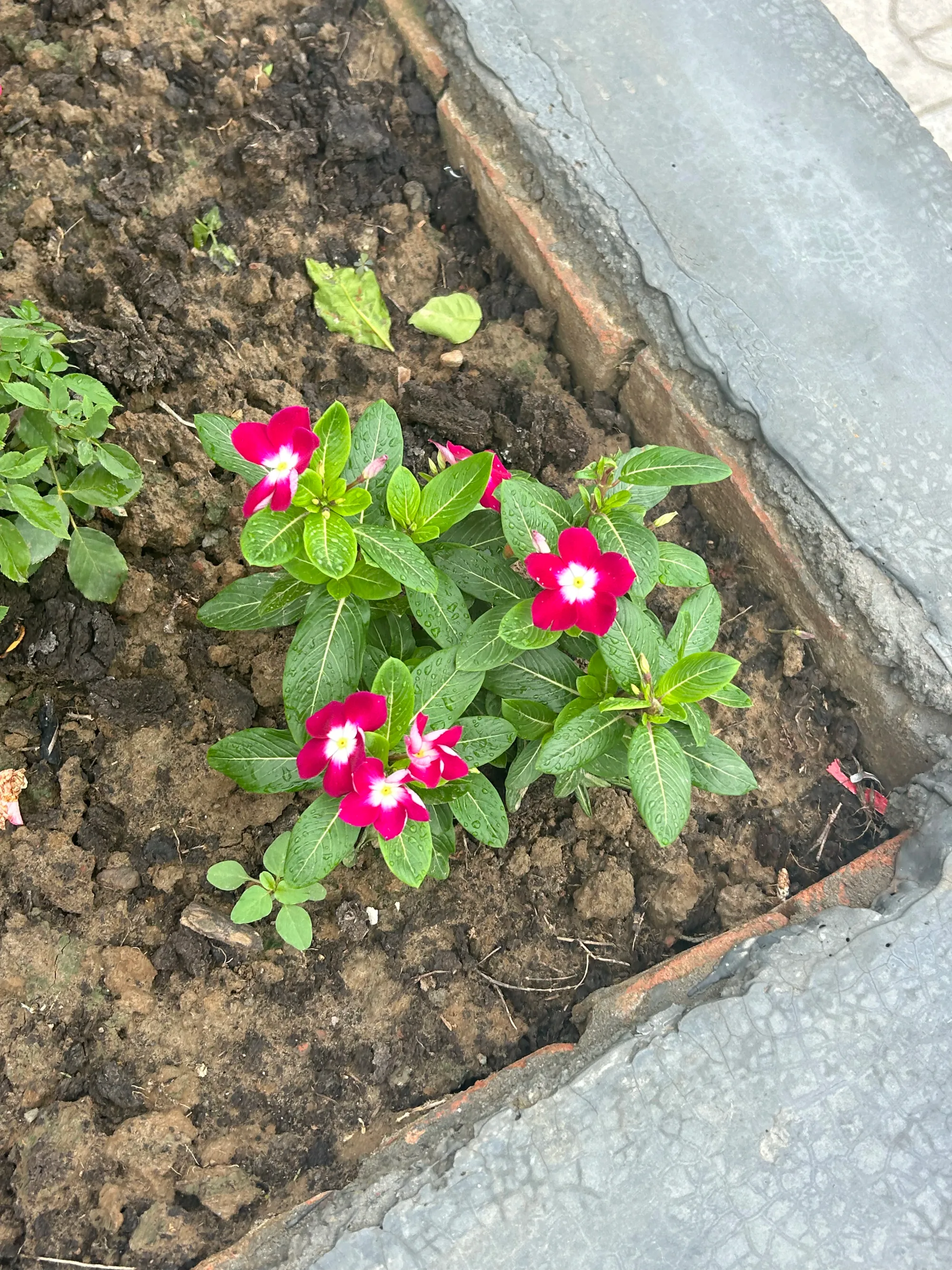 Sadabahar Flower 